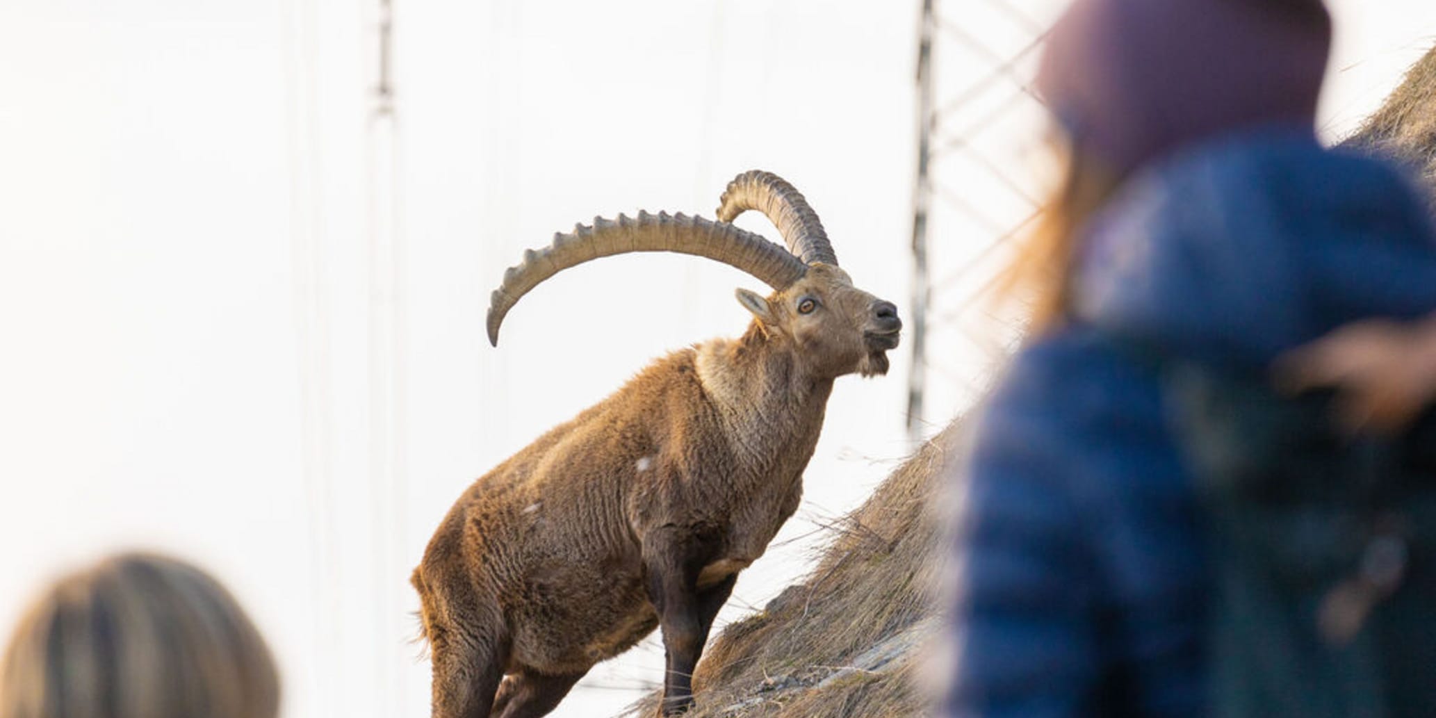 Steinbock-Führung Pontresina